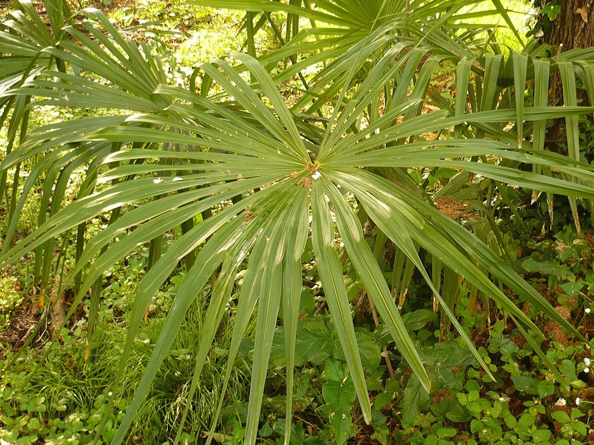 Chamaerops humilis (Arecaceae)